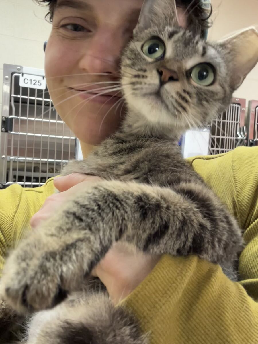 With shelter animals