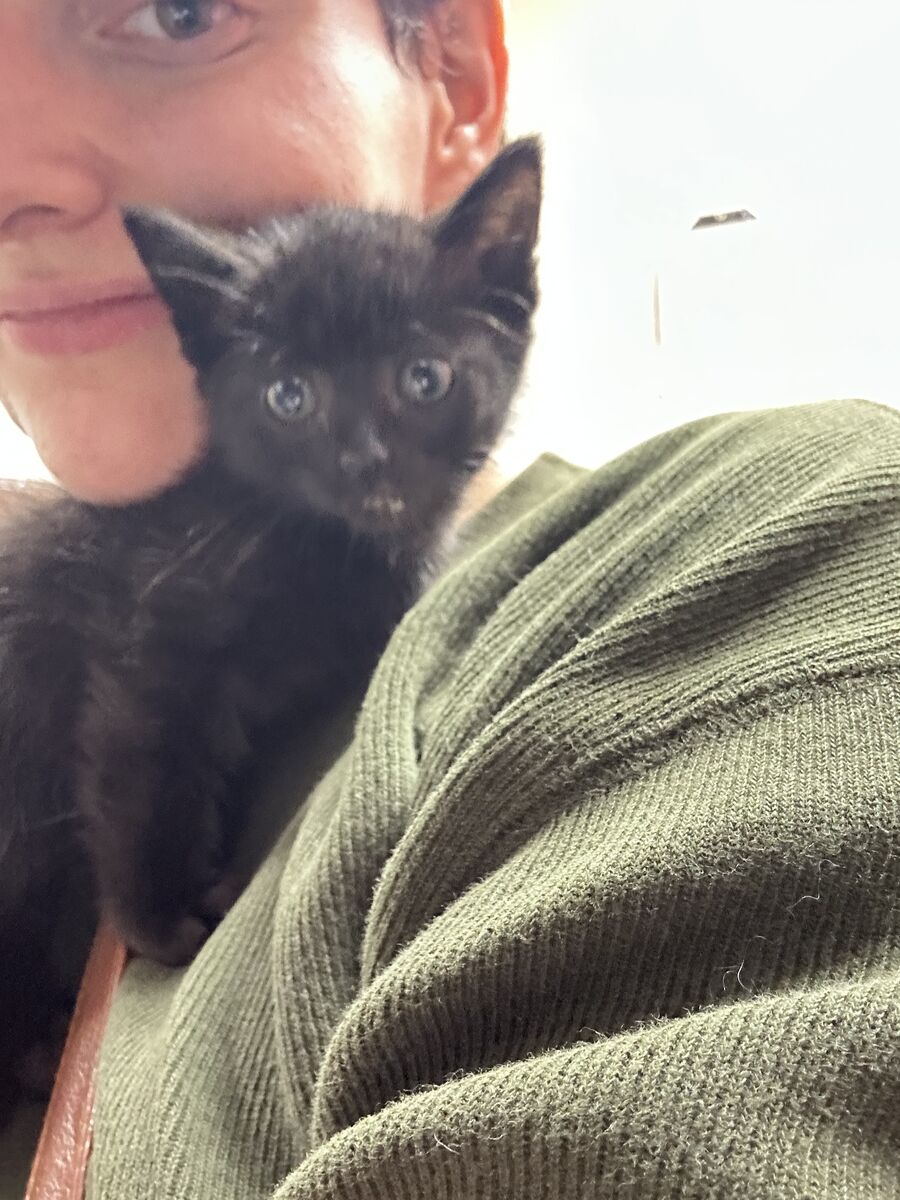Shelter volunteer