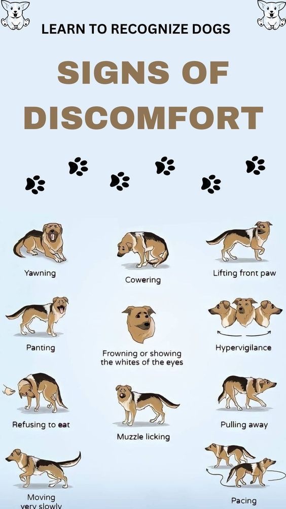 Signs of discomfort in dogs chart