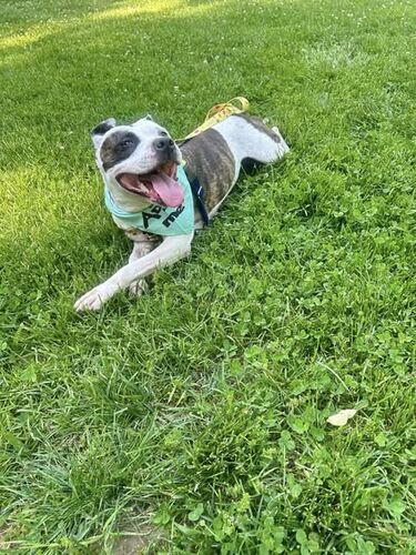 Anne Brontë rolling in grass