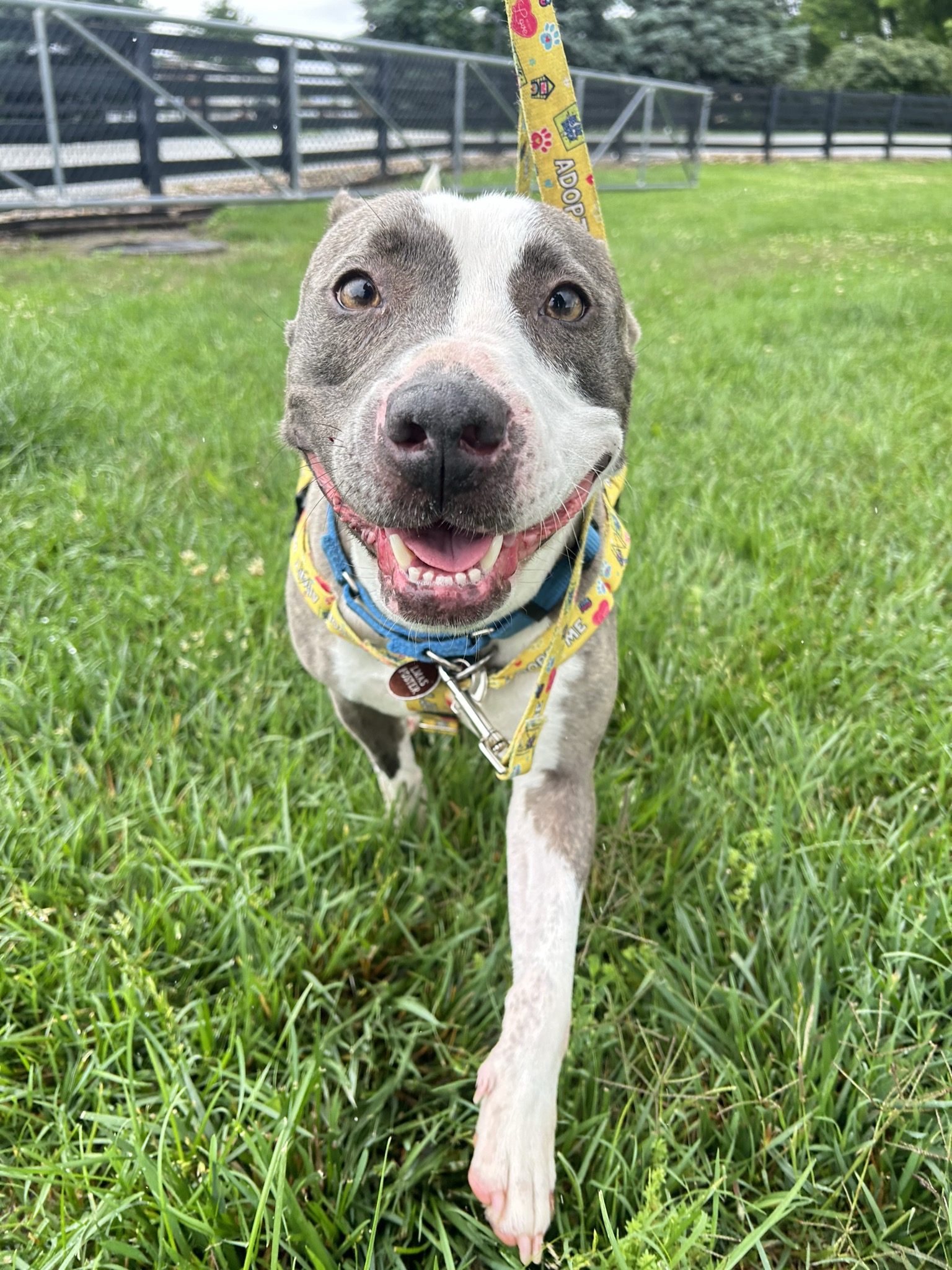Dr. Strangelove at Cherokee Park