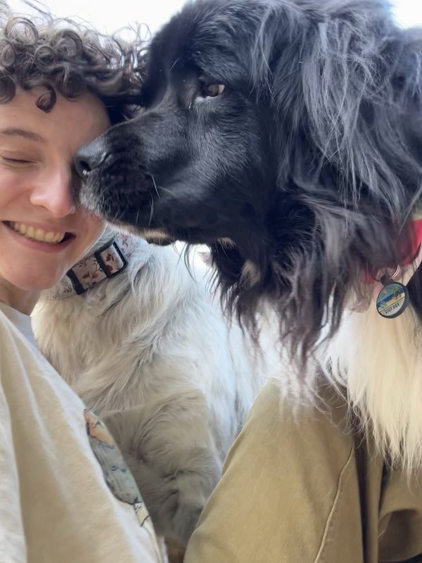 Dog adventure